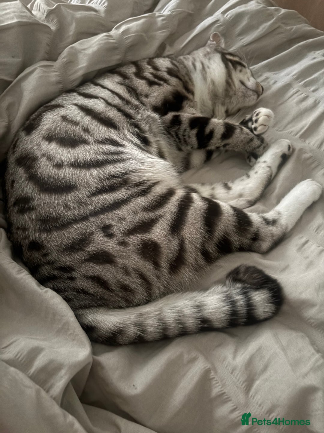 Bengal cats for sale: Bengal cross cat - Image 6