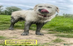 Golden Retriever dogs for sale: KC-Reg Golden Puppies @ Sunaraelia - Due 23/10/25 - Image 10