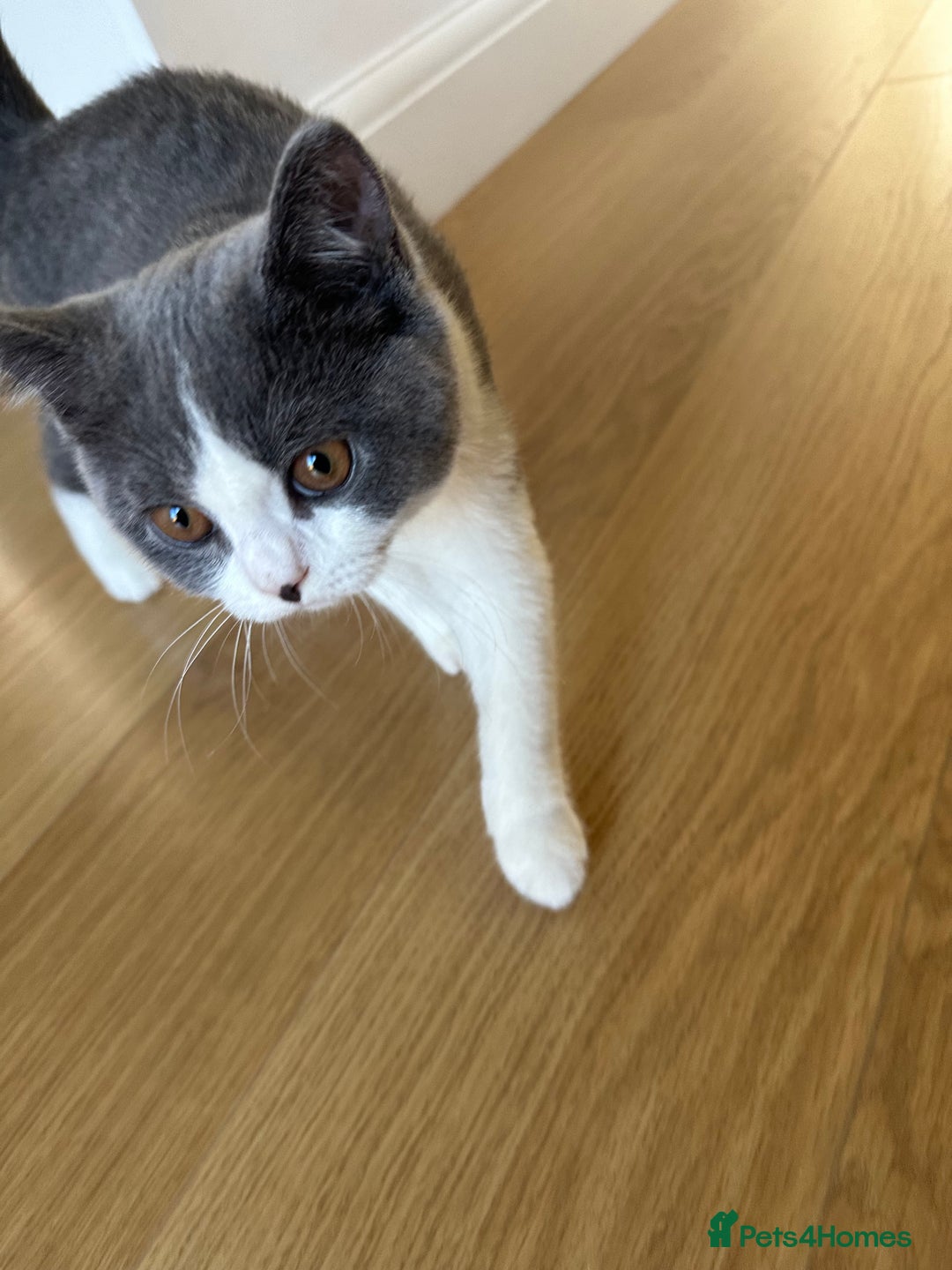 British Shorthair cats for sale: British shorthair blue and white, 4 months old  - Image 11