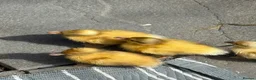 Ducks poultry for sale: 🦆Beautiful Call Duck × Snowy Mallard Ducklings🦆  - Advert 1