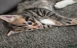 Mixed Breed cats for sale: Two Tabby Boys For Sale  - Image 2