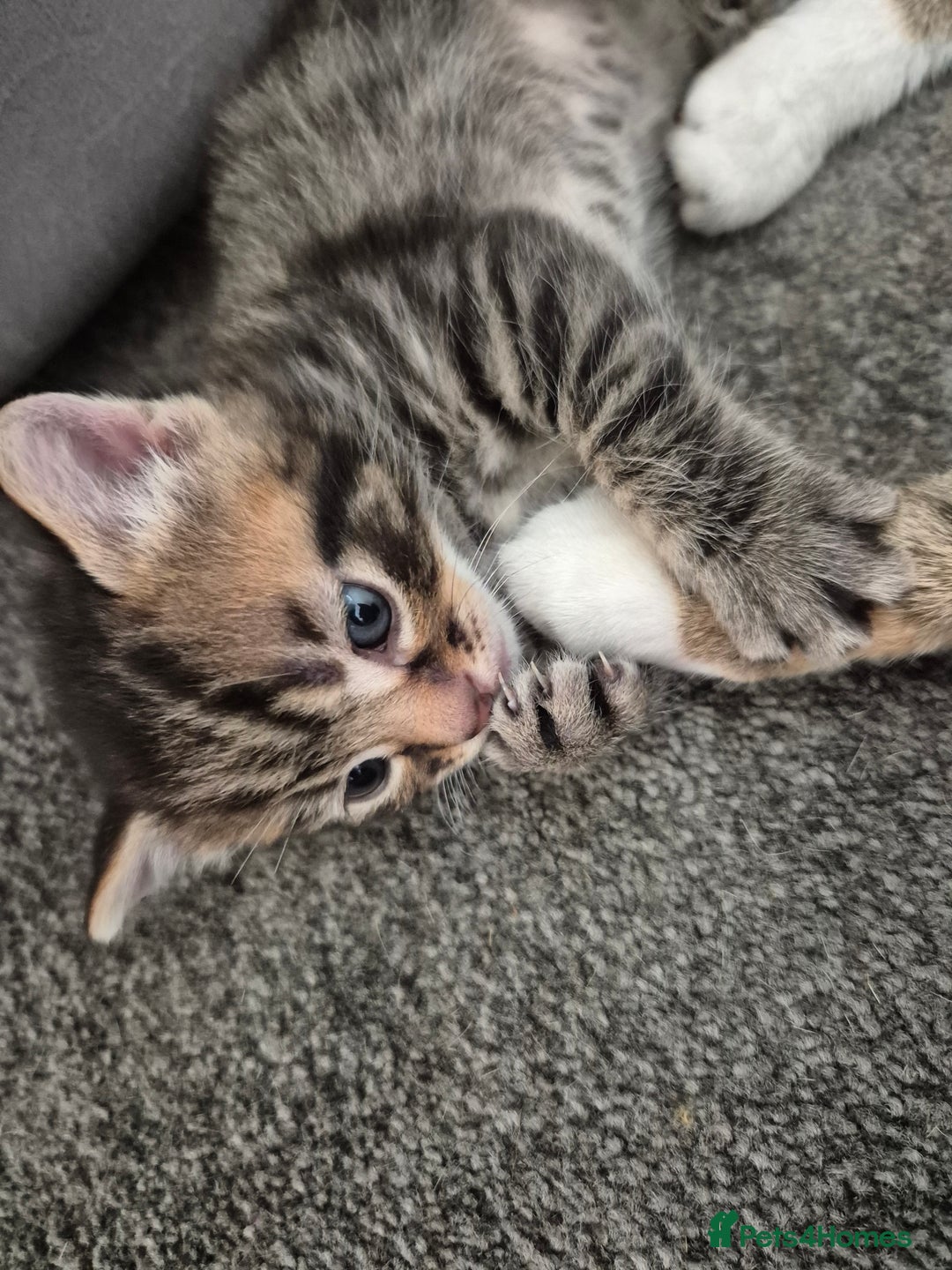 Mixed Breed cats for sale: Two Tabby Boys For Sale  - Image 2