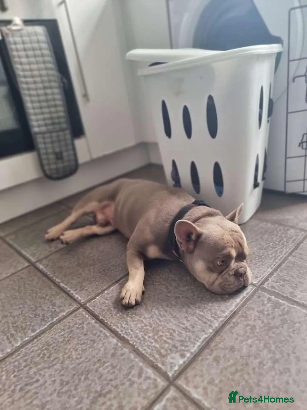 French Bulldog dogs for sale: Wallace our beautiful frenchie in Hull - Advert 2