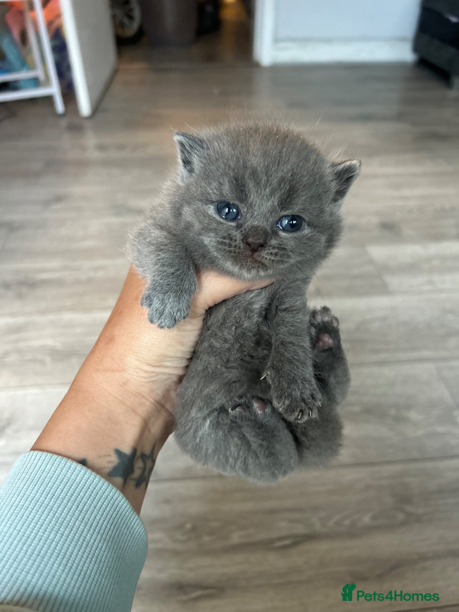 British Shorthair cats for sale: BSH KITTENS 💕💙 - Advert 7