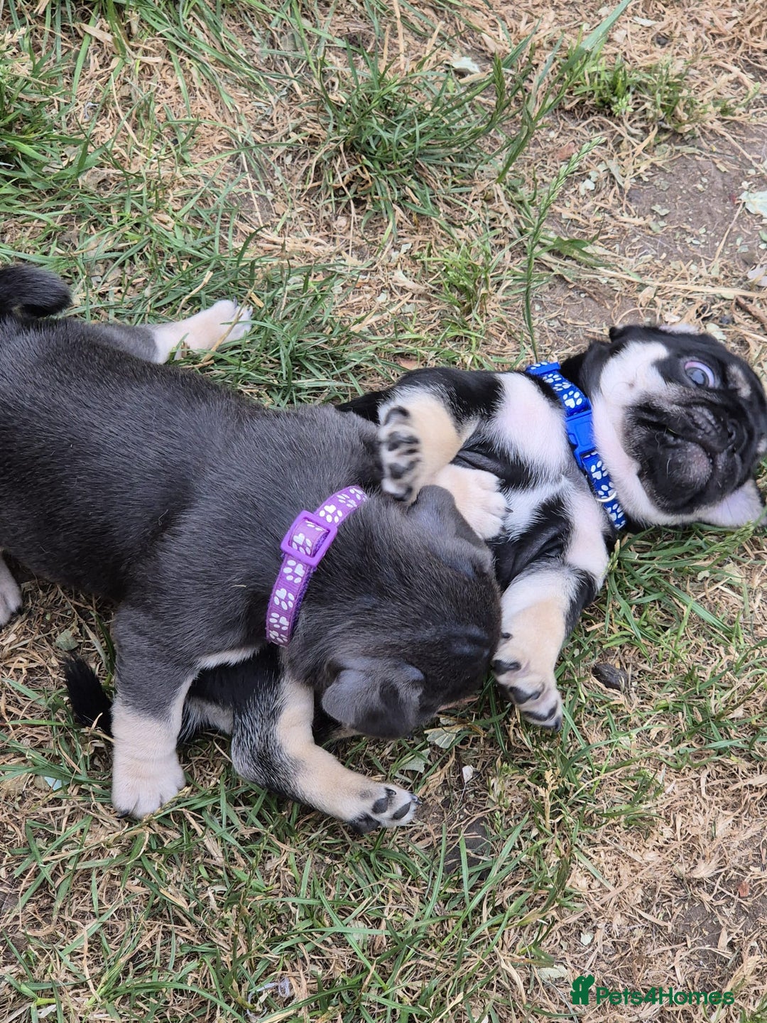 Pug dogs for sale: 2 KC Pug puppies available from a litter of 3. - Image 16