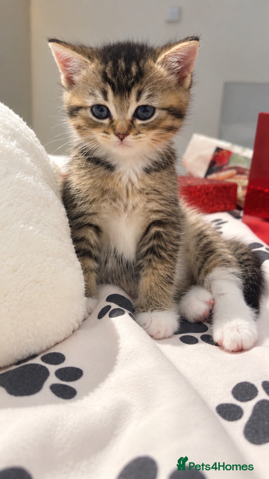 British Longhair cats Scottish straight x British longhair kitten! - Advert 17