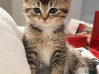 British Longhair cats Scottish straight x British longhair kitten! - Advert 17