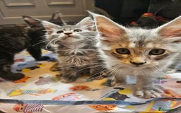 Maine Coon cats for sale: 💖READY NOW💖health tested 💖pure pedigree - Image 26