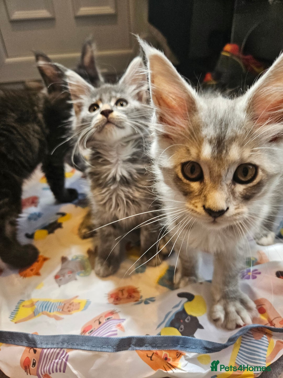 Maine Coon cats for sale: 💖READY NOW💖health tested 💖pure pedigree - Image 26