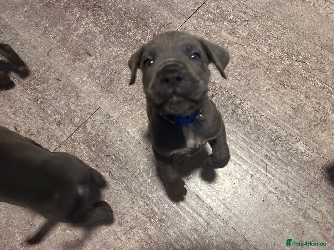 Cane Corso dogs for sale: Cane corso puppies - Image 2