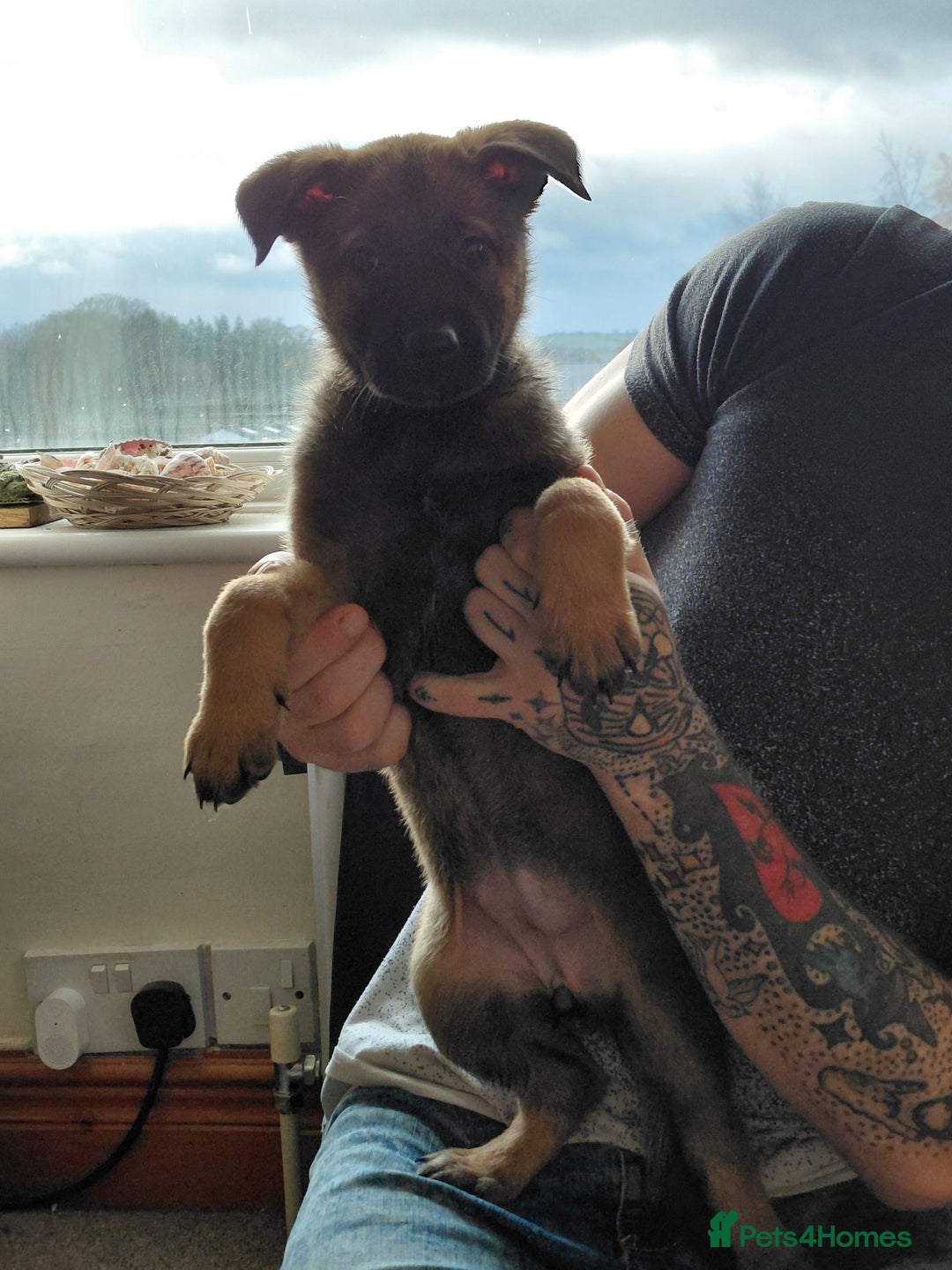 Belgian Shepherd Dog dogs for sale:  beautiful belgain mali only 1 left - Advert 9