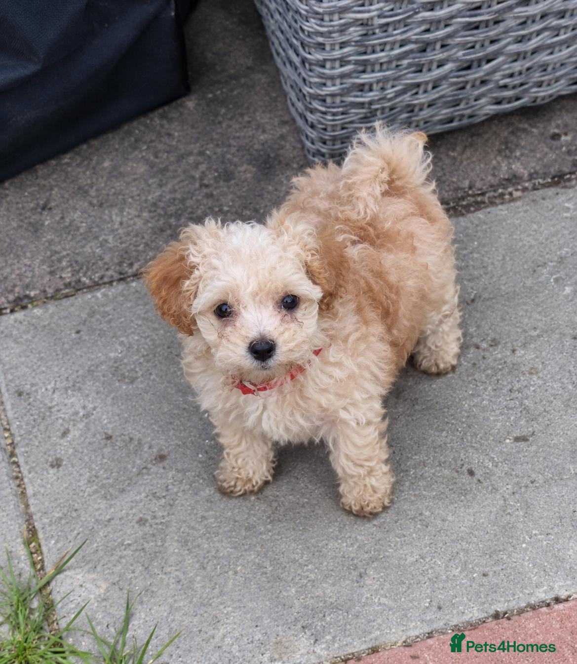 Maltipoo dogs for sale: Korean mulitpoo 2 girls remaining  - Advert 2