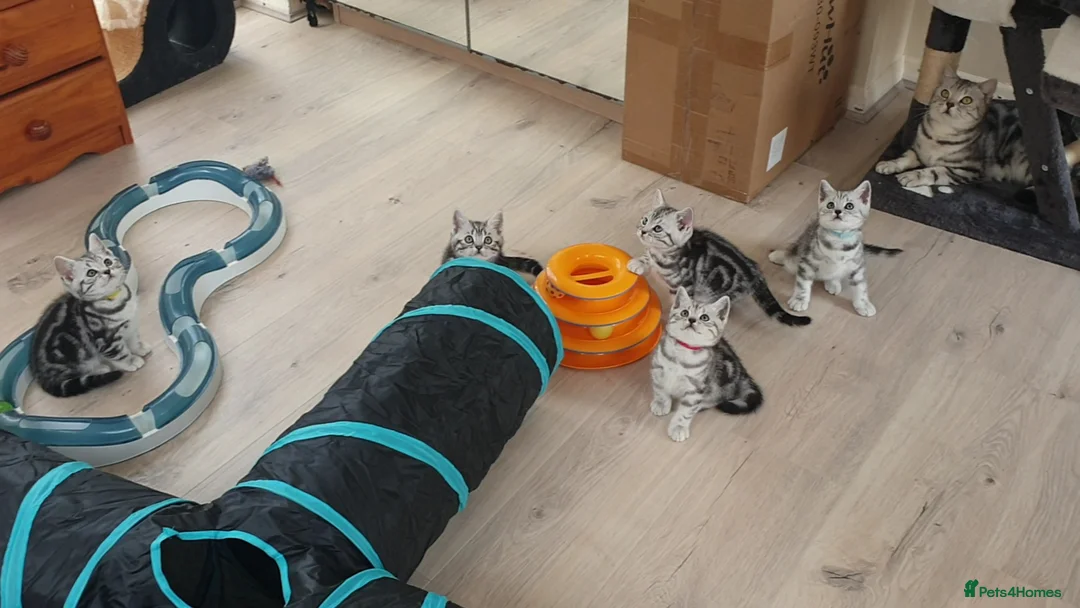 British Shorthair cats for stud: BSH Classic Silver Tabby  in Rochester - Advert 9