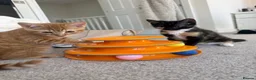 Mixed Breed cats for sale: Sister Kittens (together if possible)  - Advert 2