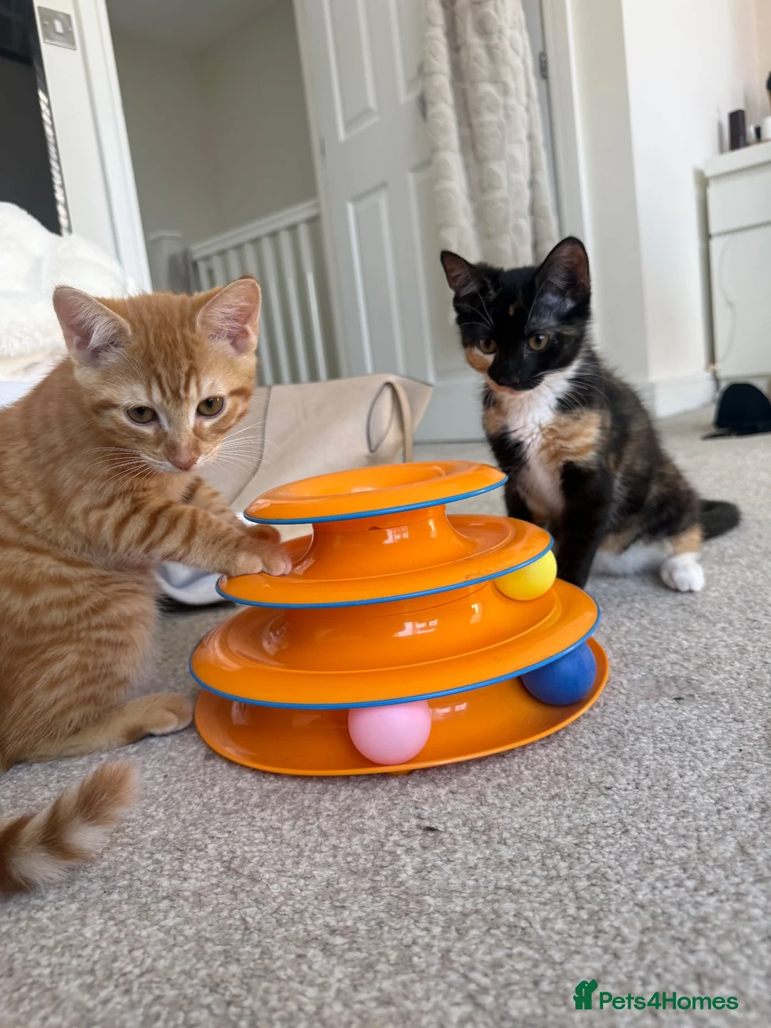 Mixed Breed cats for sale: Sister Kittens (together if possible)  - Advert 2