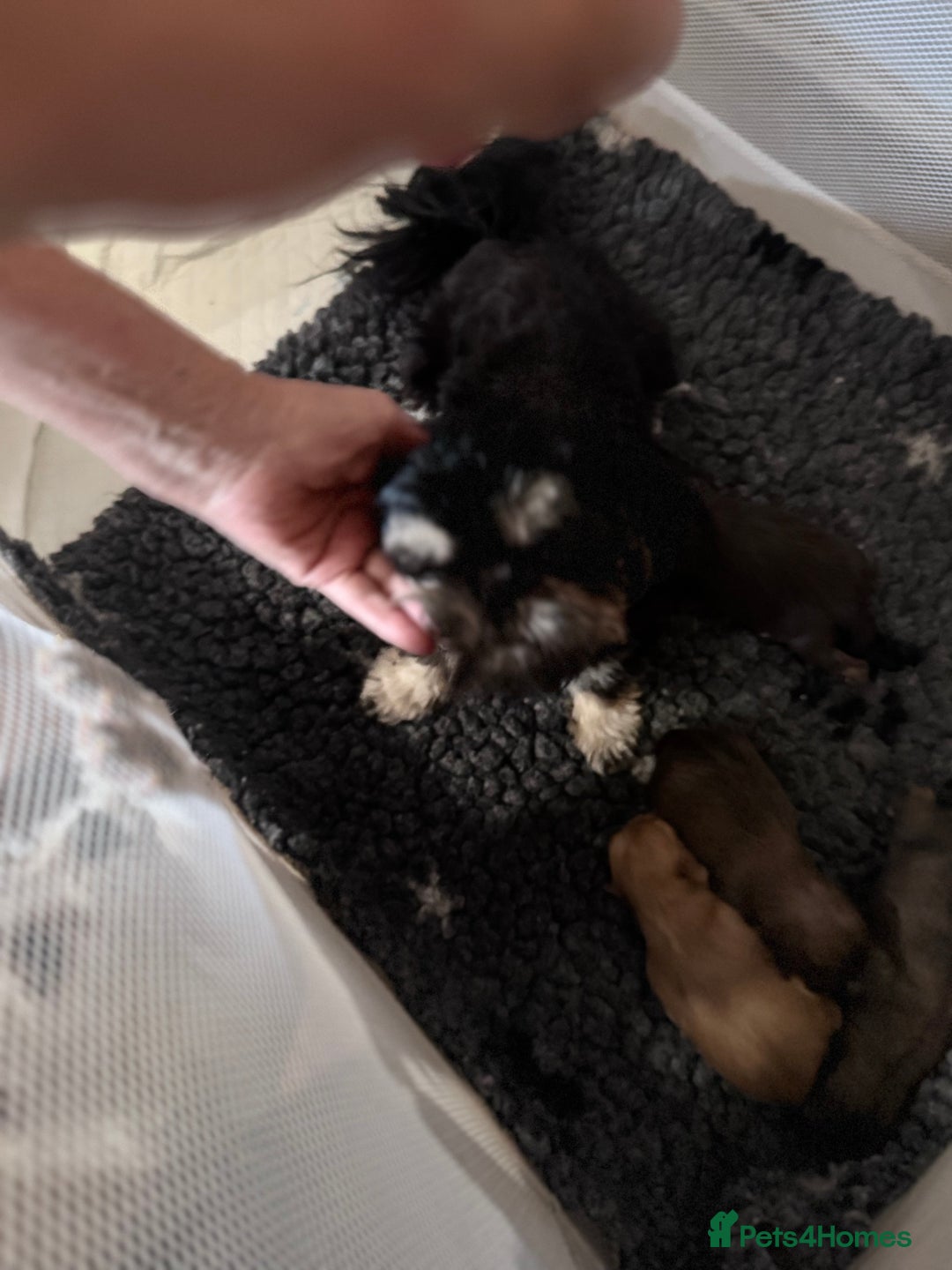 Shih Tzu dogs for sale: KC Registered Imp Shihtzu pups - Image 16