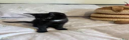 Domestic Shorthair cats for sale: 3 black kittens  - Advert 18