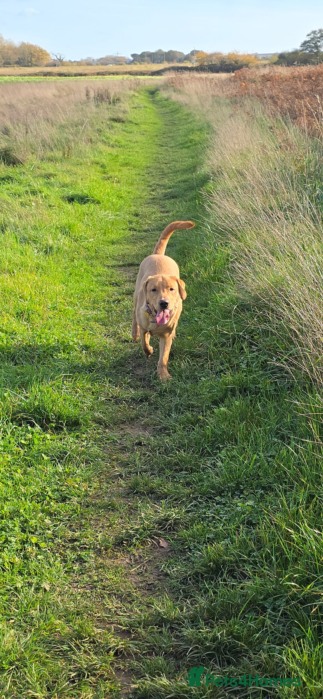 Labrador Retriever dogs for sale:  Wonderful KC registered Fox Red Labrador Puppy - Advert 10