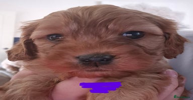 Cavapoo dogs - Advert 5