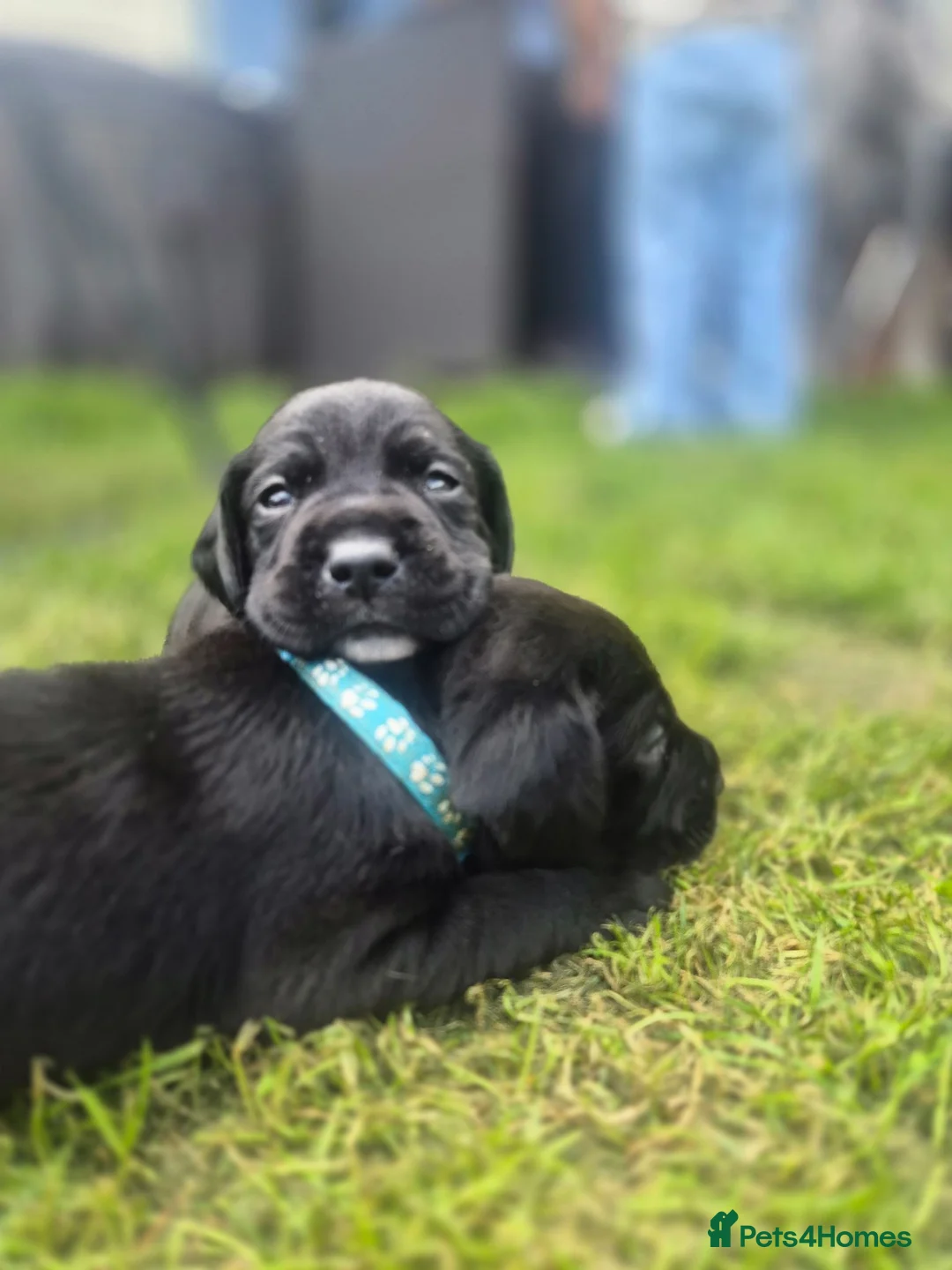 Mixed Breed dogs for sale: Gorgeous springer cross cane corso puppies - Advert 12