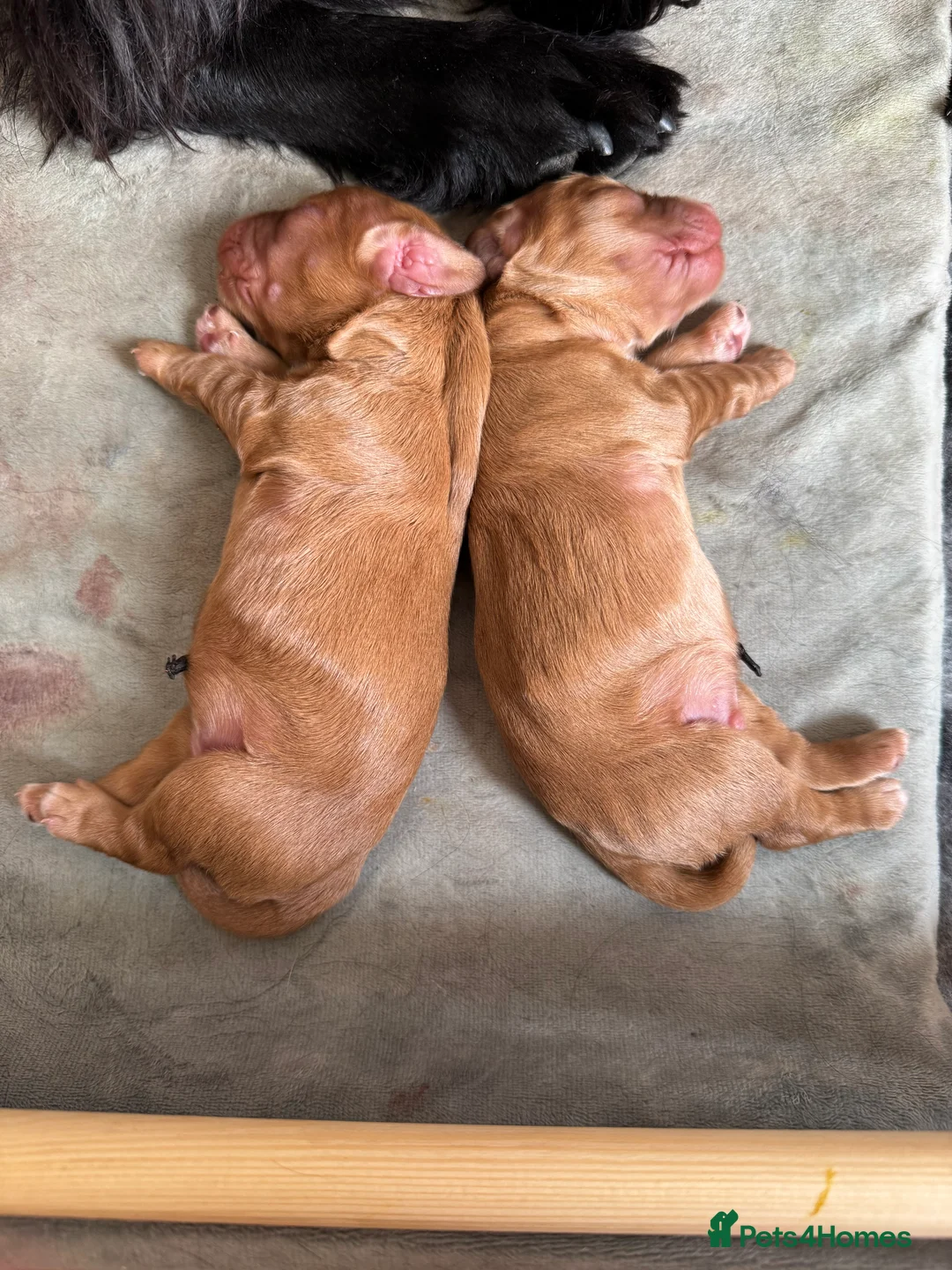 Cocker Spaniel dogs for sale: Working Cocker Spaniel Puppies - Advert 13