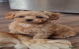 Chipoo dogs for sale: Poodle x Chihuahua  - Image 10