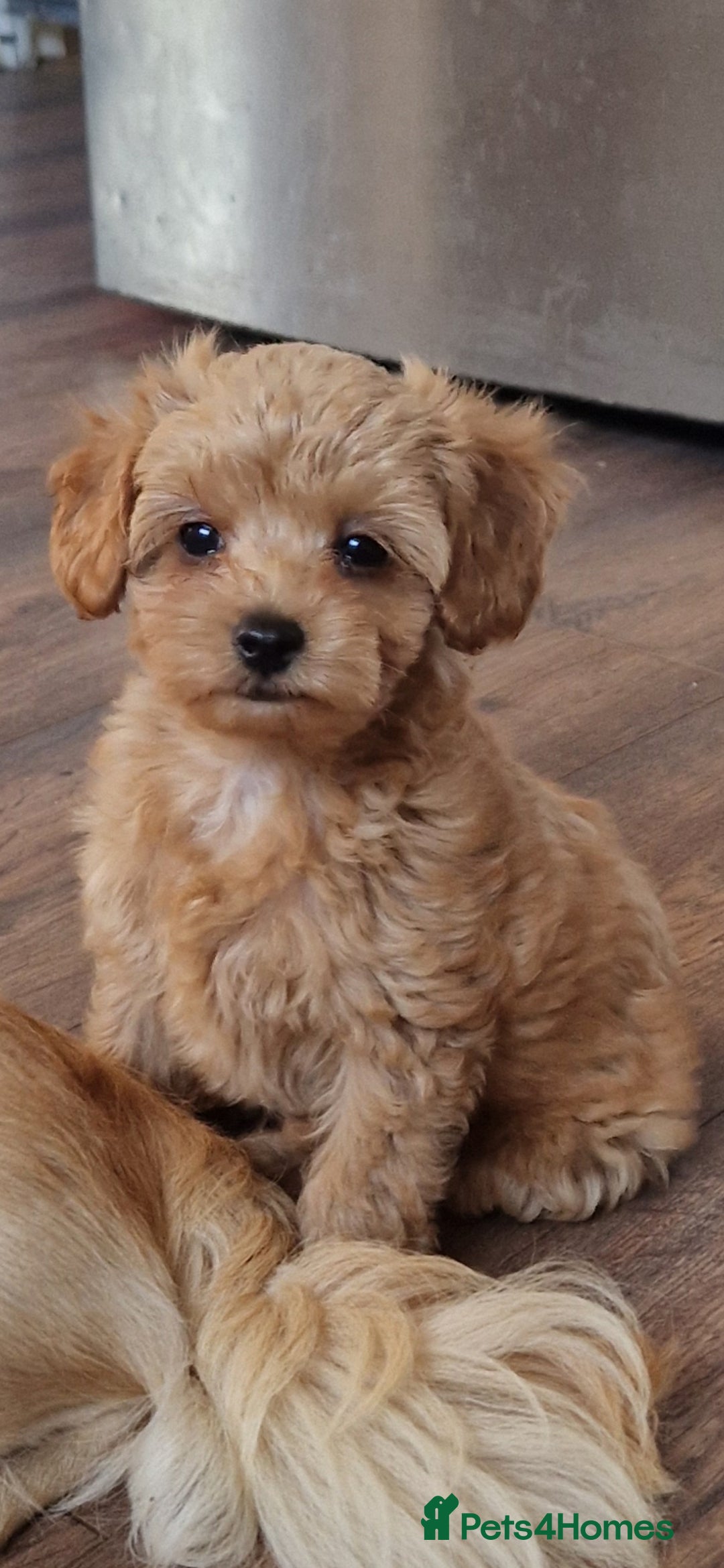 Chipoo dogs for sale: Poodle x Chihuahua  - Image 10