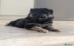 German Shepherd dogs for sale: 💛 German Shepherd Puppies – Full Pedigree Parents - Image 2