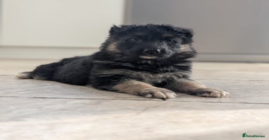 German Shepherd dogs - Advert 5