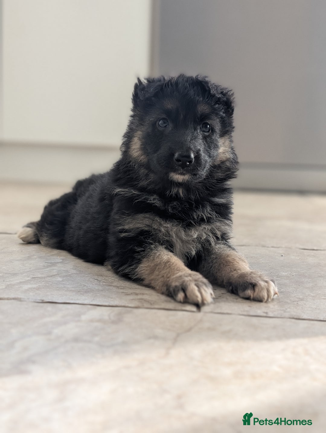 German Shepherd dogs for sale: 💛 German Shepherd Puppies – Full Pedigree Parents - Image 2