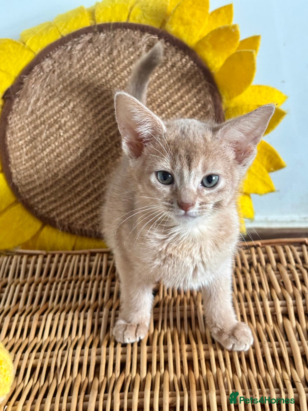 Abyssinian cats for sale: Pure pedigree Tica registered Abyssinian kittens  - Advert 7