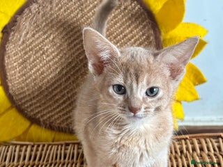 Abyssinian cats Pure pedigree Tica registered Abyssinian kittens - Advert 5