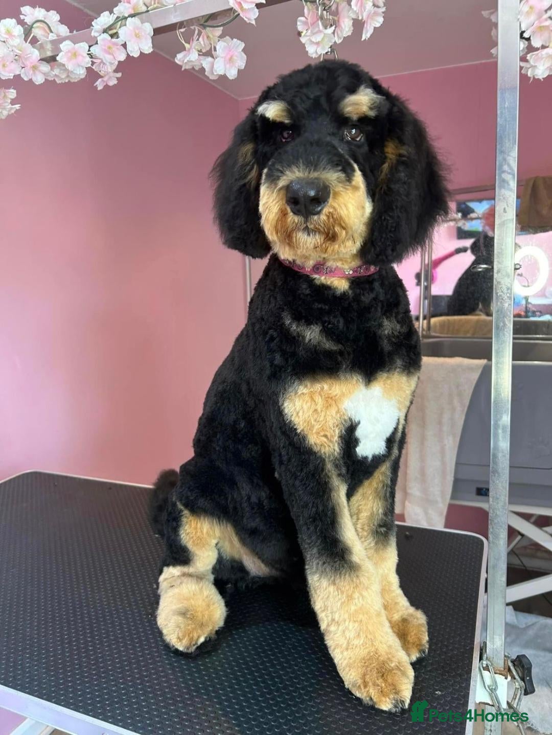 Bernedoodle dogs F1 STANDARD BERNADOODLE VACCINATED FULL VET CHECK - Advert 1