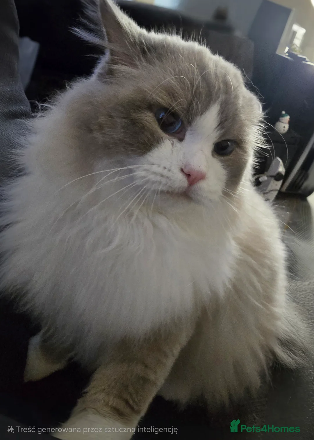 Ragdoll cats for stud: Charles - TICA and Gccf registered active boy  in Bournemouth - Advert 21