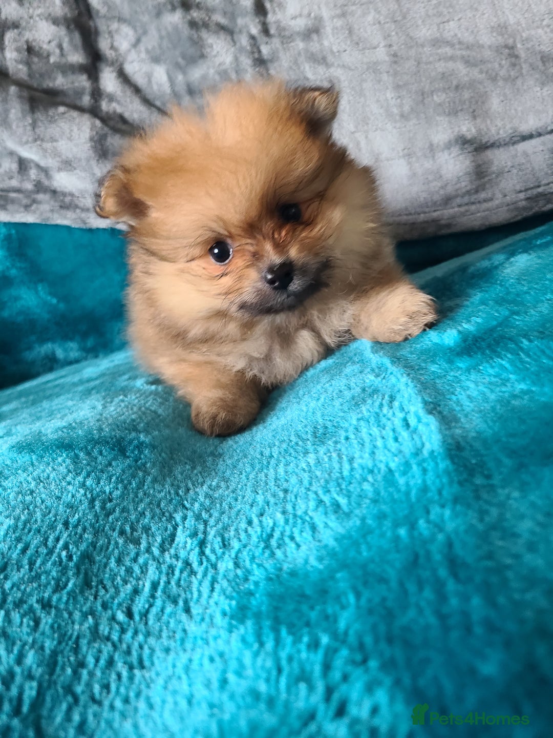 Pomeranian dogs for sale: Pomeranian puppies ready now 1 male left! - Advert 13