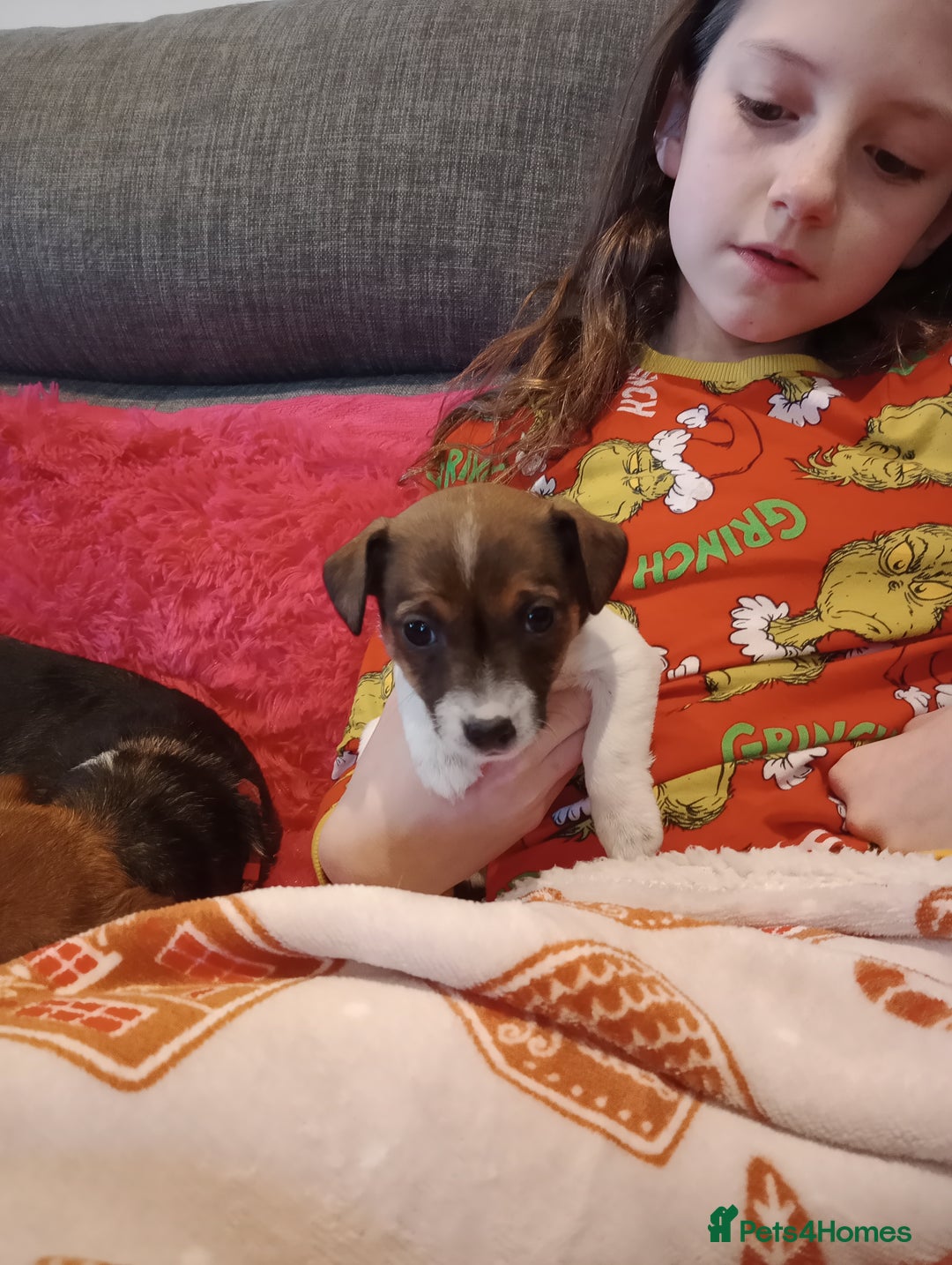 Jack Russell dogs for sale: Jack russell puppies - Advert 31