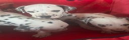 Dalmatian dogs for sale: Top quality Dalmatian puppies 5* homes  - Advert 23