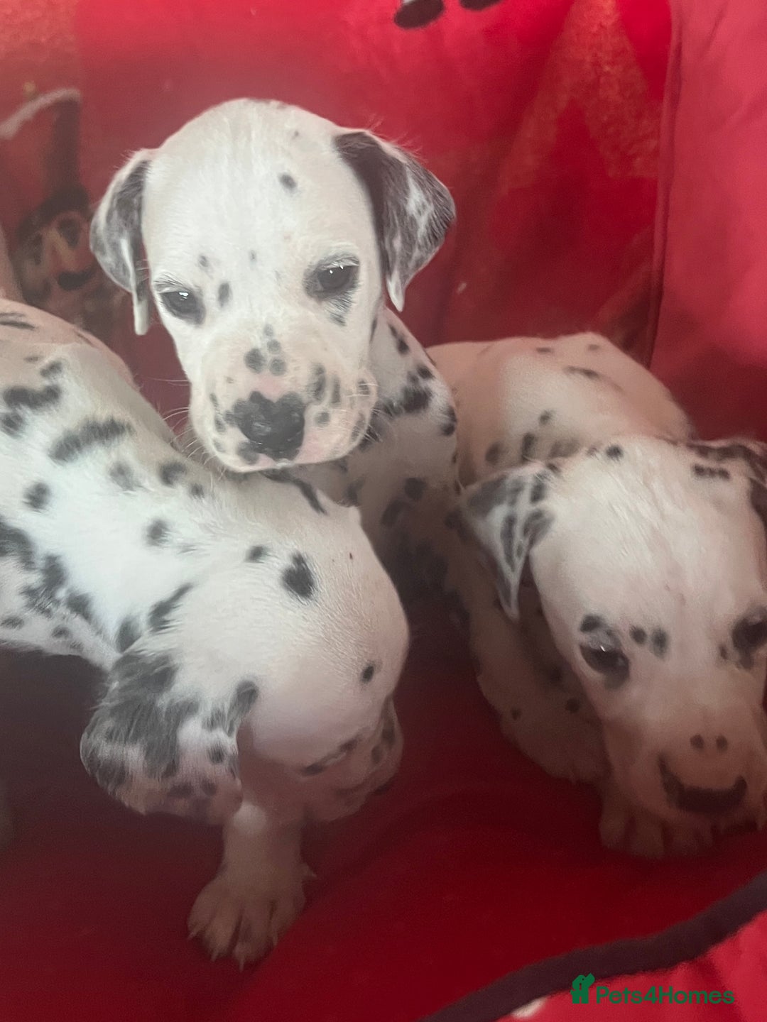 Dalmatian dogs for sale: Top quality Dalmatian puppies 5* homes  - Advert 23