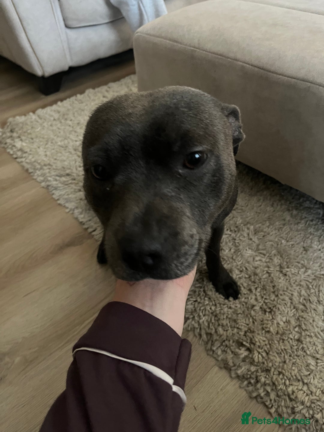 Staffordshire Bull Terrier dogs for sale: KC Registered Staffordshire Bull Terriers - Image 7