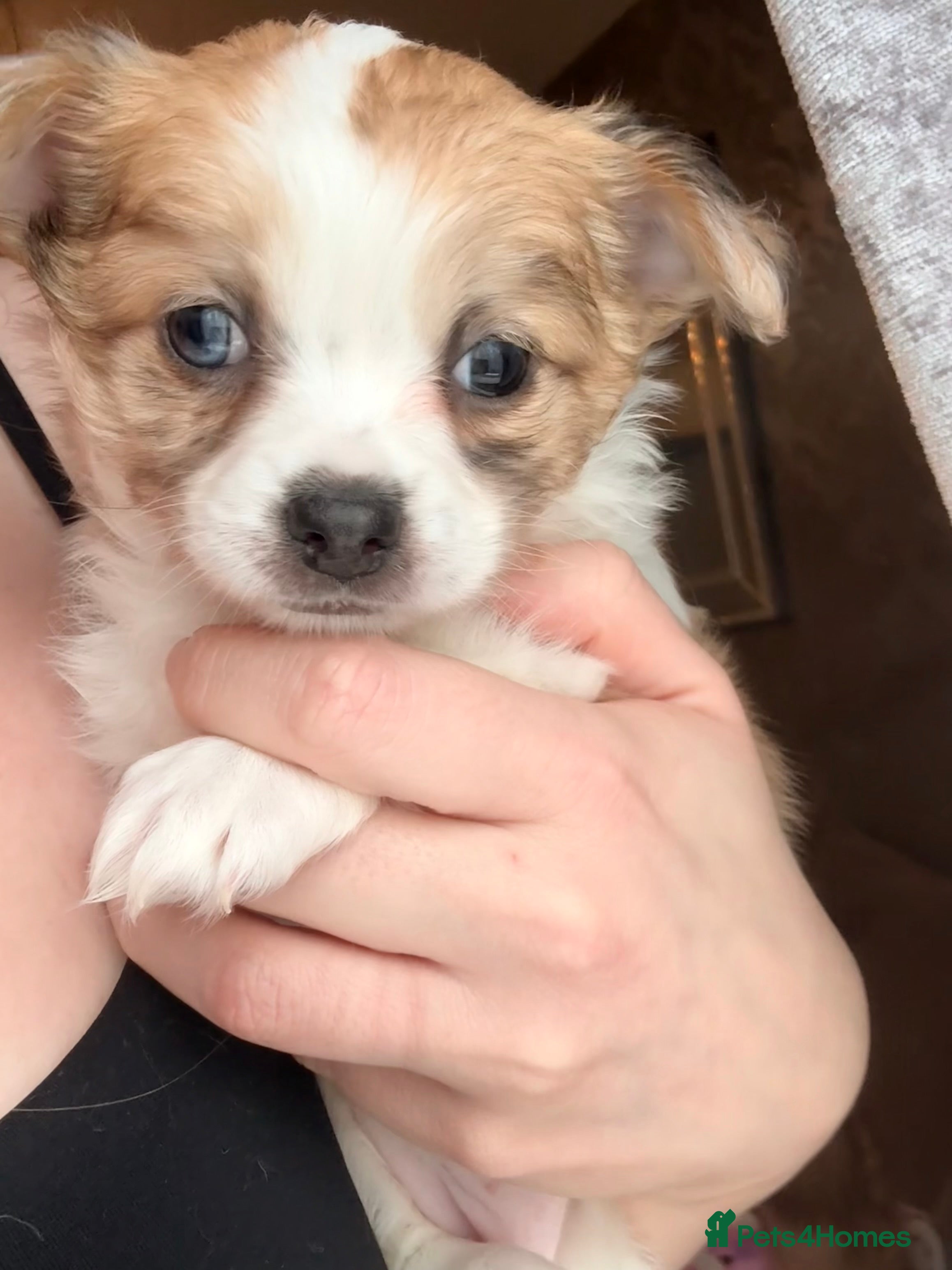 Chihuahua dogs 2 beautiful female Chihuahua puppies  - Advert 18