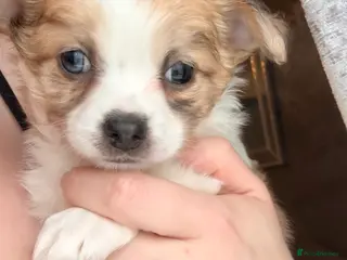 Chihuahua dogs 2 beautiful female Chihuahua puppies - Advert 18