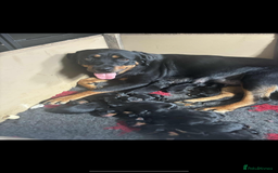 Rottweiler dogs for sale: Stunning Rottweiler puppies 🐶  - Image 25