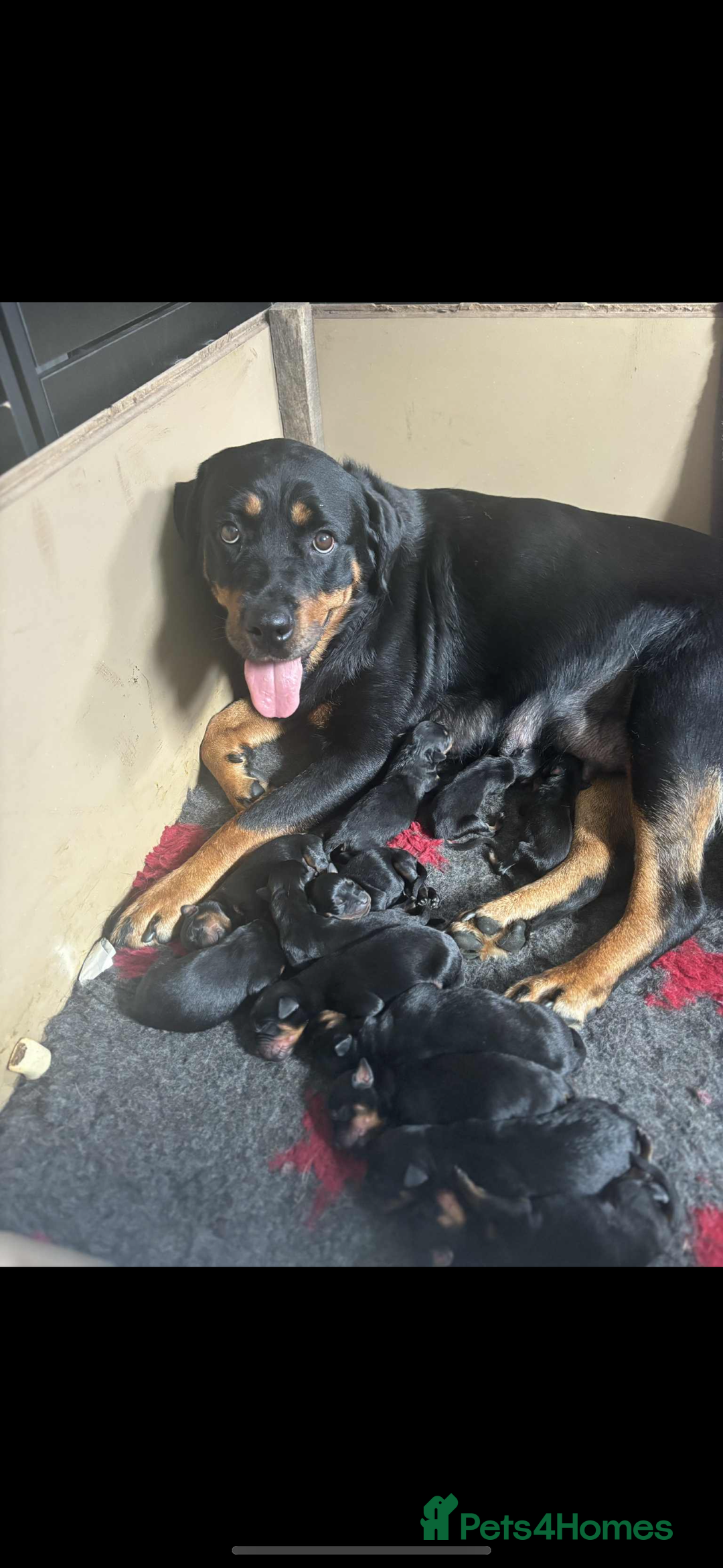 Rottweiler dogs for sale: Stunning Rottweiler puppies 🐶  - Image 25