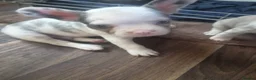 French Bulldog dogs for sale: Stunning Husky Koi French Bulldog Litter - Advert 14