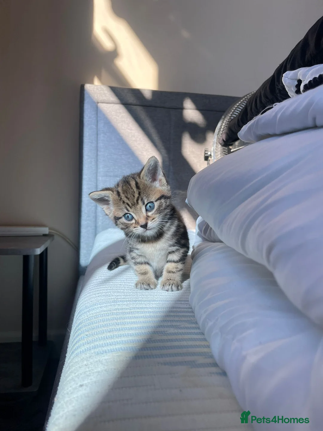 Domestic Shorthair cats for sale: Domestic shorthair kittens - Advert 2