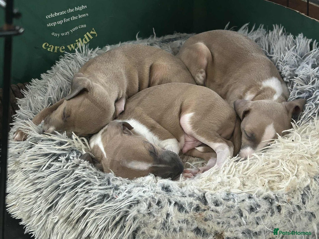 Italian Greyhound dogs for sale: italian greyhound puppies for sale - Image 1