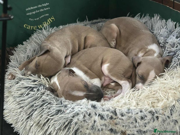 Italian Greyhound dogs - Advert 1
