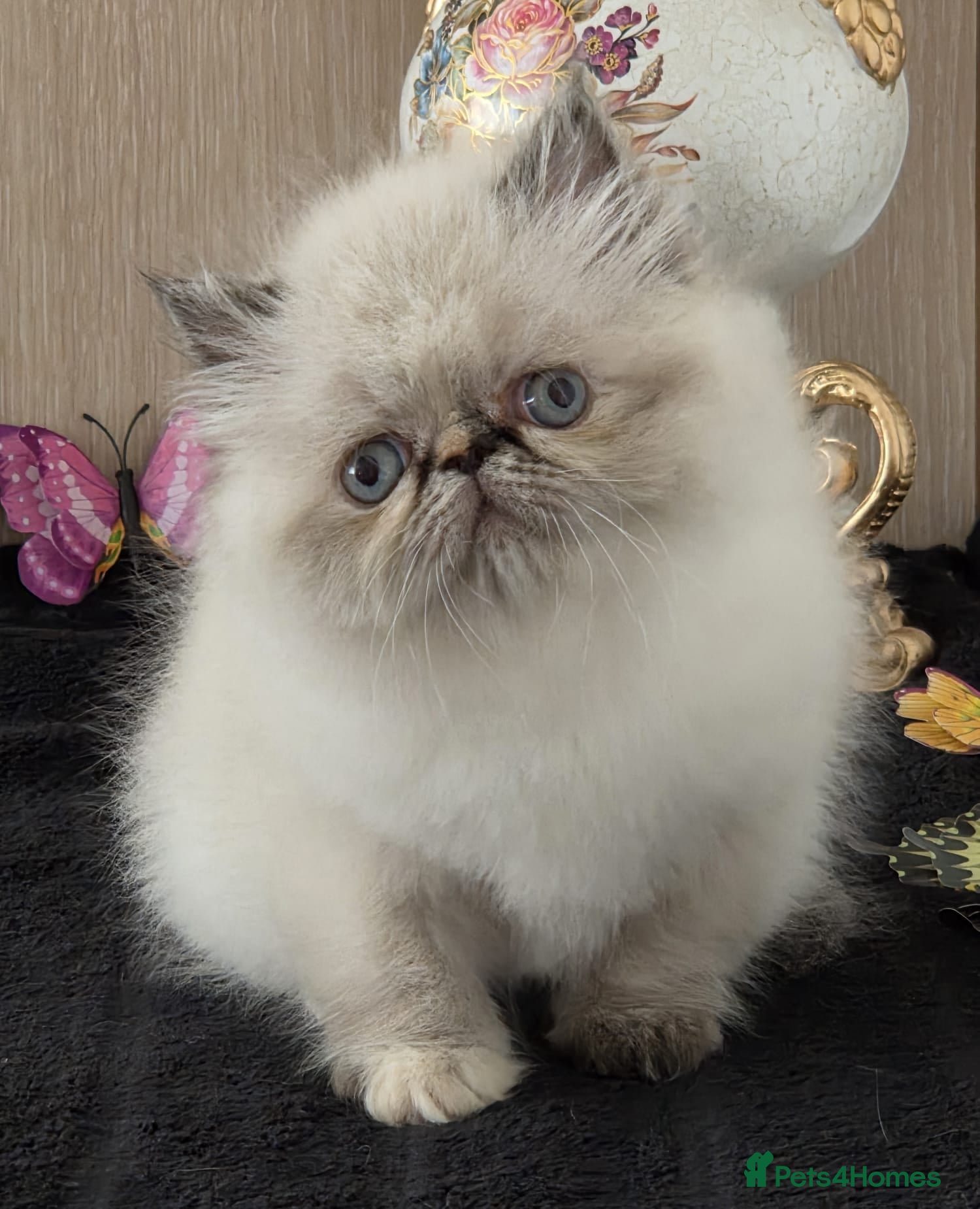Persian cats ✨ Stunning Persian Kittens – 1 Girl & 2 Boys ✨ - Advert 1