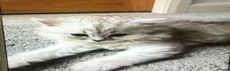 Persian cats for sale: Beautiful Persian Chinchilla Kittens – Ready Now - Advert 6