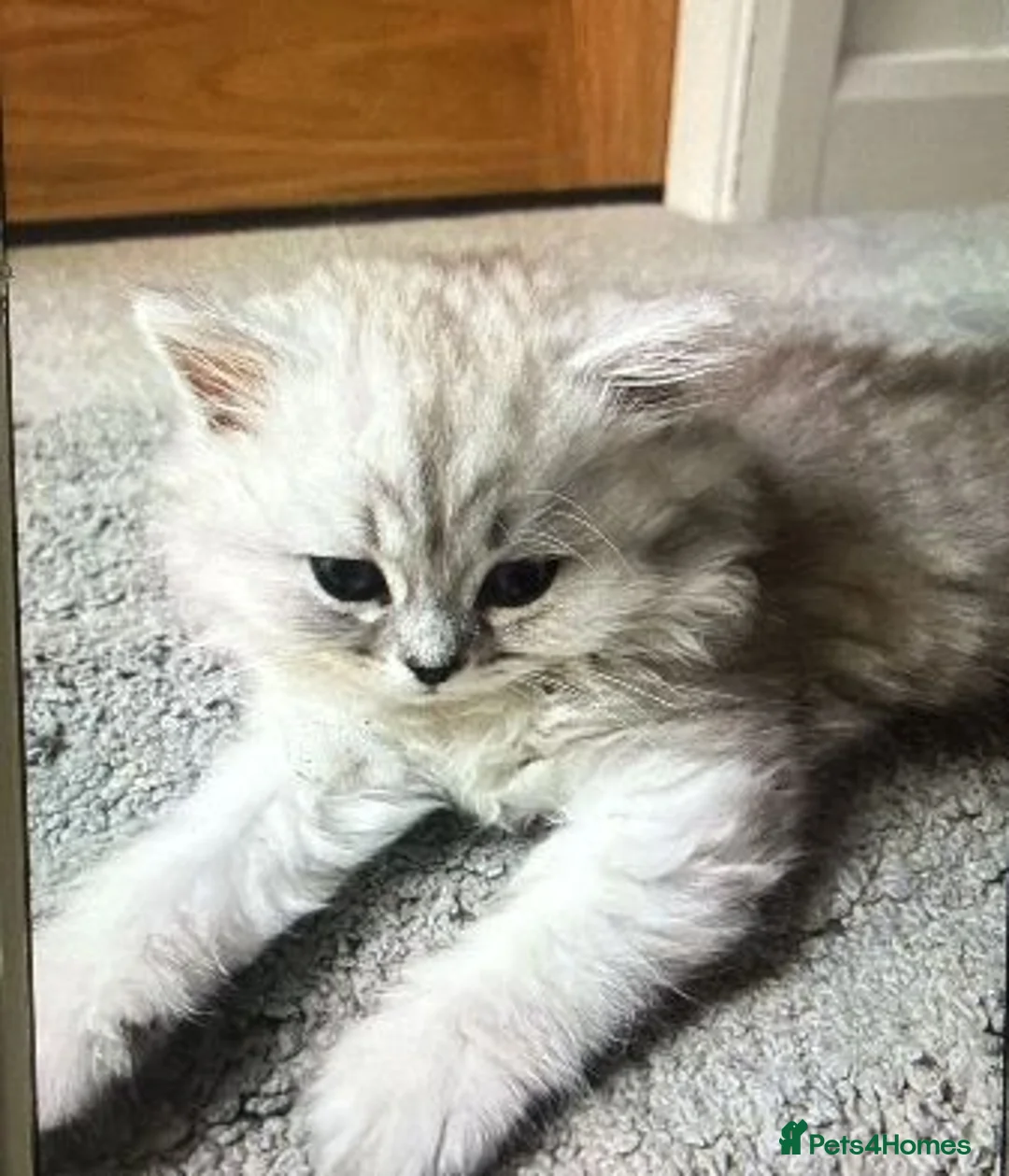 Persian cats for sale: Beautiful Persian Chinchilla Kittens – Ready Now - Advert 6